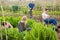 Woman with her whole family works on garden beds on day