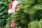 Woman hiding behind christmas tree. Girl with scared, open-eyed look in a santa claus hat looking out from the branches of juniper