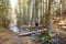 Woman hiker crossing a footbridge in forest