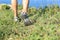 Woman hiker legs hiking on seaside mountain