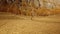 Woman hiker walking on fall fields path near trees.Side view. Sunny autumn day Hiking in colorful red forest wild nature