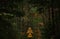 Woman hiker in woods, dramatic cinematic panoramic picture of deep scenic moody forest