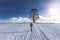 Woman hikes to a tree in winter