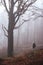 Woman hiking in autumn mystery forest. Hiker is standing at majestic beech tree