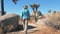 Woman Hiking In Desert With Huge Rocks Hills And Joshua Tree