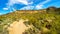 Woman hiking through the semi desert landscape of Usery Mountain Regional Park with many Saguaru, Cholla and Barrel Cacti