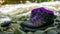 Woman hiking shoes of hiker on a rock