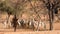 A woman from the Himba tribe leads the goat herd to the fields, Epupa falls, Namibia