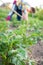 Woman With Hoe Working On Patato Field.