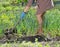 Woman hoeing weeds in the veggie patch