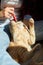 Woman hold British redhead cat and combs it fur at home.