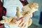 Woman hold British redhead cat and combs it fur at home.