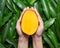Woman hold a cut fresh juicy beautiful mango over green leaves background. Tropical harvest design concept, top view, close up,