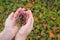 Woman hold in her open palms thymus oregano flowers