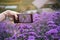 Woman hold mobile phone shoot close-up Verbena flower