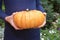 Woman hold pumpkin in hands.