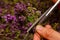 Woman holdin and cutting Summer savory bouquet to prepare for drying