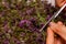 Woman holdin and cutting Summer savory bouquet to prepare for drying