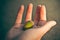 Woman holding an acorn in her hand