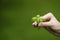 Woman is holding basil sprout in a hand.