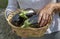 A woman holding a basket of Eggplants, aubergine or brinjal in her hands. Freshly picked organic Solanum melongena