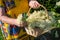 Woman holding a basket with freshly harvested elderberry blossoms in her hand