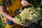 Woman holding a basket with freshly harvested elderberry blossoms in her hand