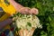 Woman holding a basket with freshly harvested elderberry blossoms in her hand