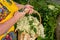 Woman holding a basket with freshly harvested elderberry blossoms in her hand