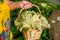 Woman holding a basket with freshly harvested elderberry blossoms in her hand