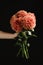 Woman holding beautiful coral dahlia flowers on black background, closeup