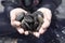 Woman holding beautiful pebble stones in her hand