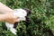 The woman is holding black and white little rabbits. Farm animals young concept, cute cubs.