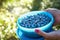 Woman holding blueberries in a casket and container in forest.