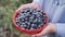 Woman holding blueberries on garden background. Rich blackberry harvest. Fresh ripe organic berries - great bilberry