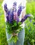 Woman holding a bouquet of field lupine