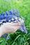 Woman holding a bouquet of field lupine flowers