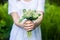 Woman holding a bouquet of lilly of valley flowers