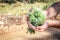 A woman holding a bouquet of raw sage in her hands. Wild Sage herb bunch. Aromatic sage plant on natural background in forest.