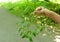 A woman is holding a branch of viscum album, mistletoe with evergreen leaves and toxic white berries in summer