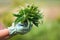 Woman holding a bunch of fresh stinging nettles with garden gloves