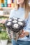 Woman holding bunch of lavender and cotton. Bouquet of dry flowers in the basket. aroma therapy. The concept of a flower