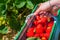 Woman holding carton box basket with delicious fresh picked strawberry