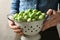 Woman holding colander with fresh Brussels sprouts