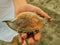 Woman is holding crab in hand. Crab shell, beach, Turkey