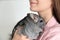 Woman holding cute chinchilla in room, closeup