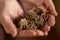 Woman holding dry and dormant ranunculus flower claw like corms in her hand. Ranunculus asiaticus or persian buttercup.