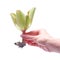 Woman holding Echeveria Succulent rooted cutting Plant in hand