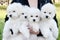 Woman holding four white cute puppies of Bichon Frise