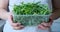 Woman holding fresh arugula leaves in container